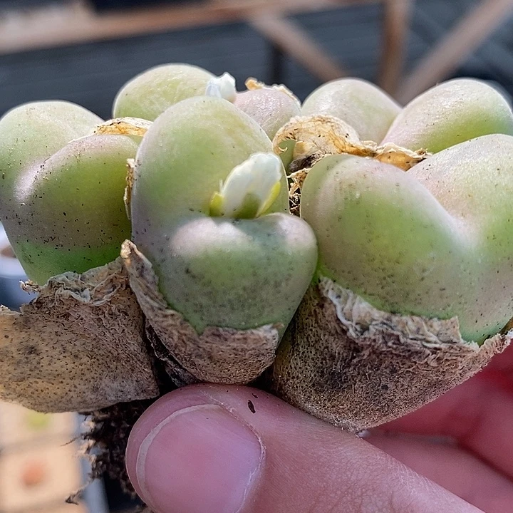 1927超大母本孔卡佛一群