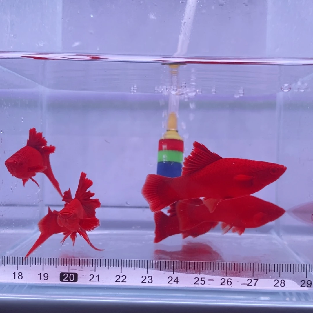 一***。红剑鱼高鳍红剑亚成3公3母