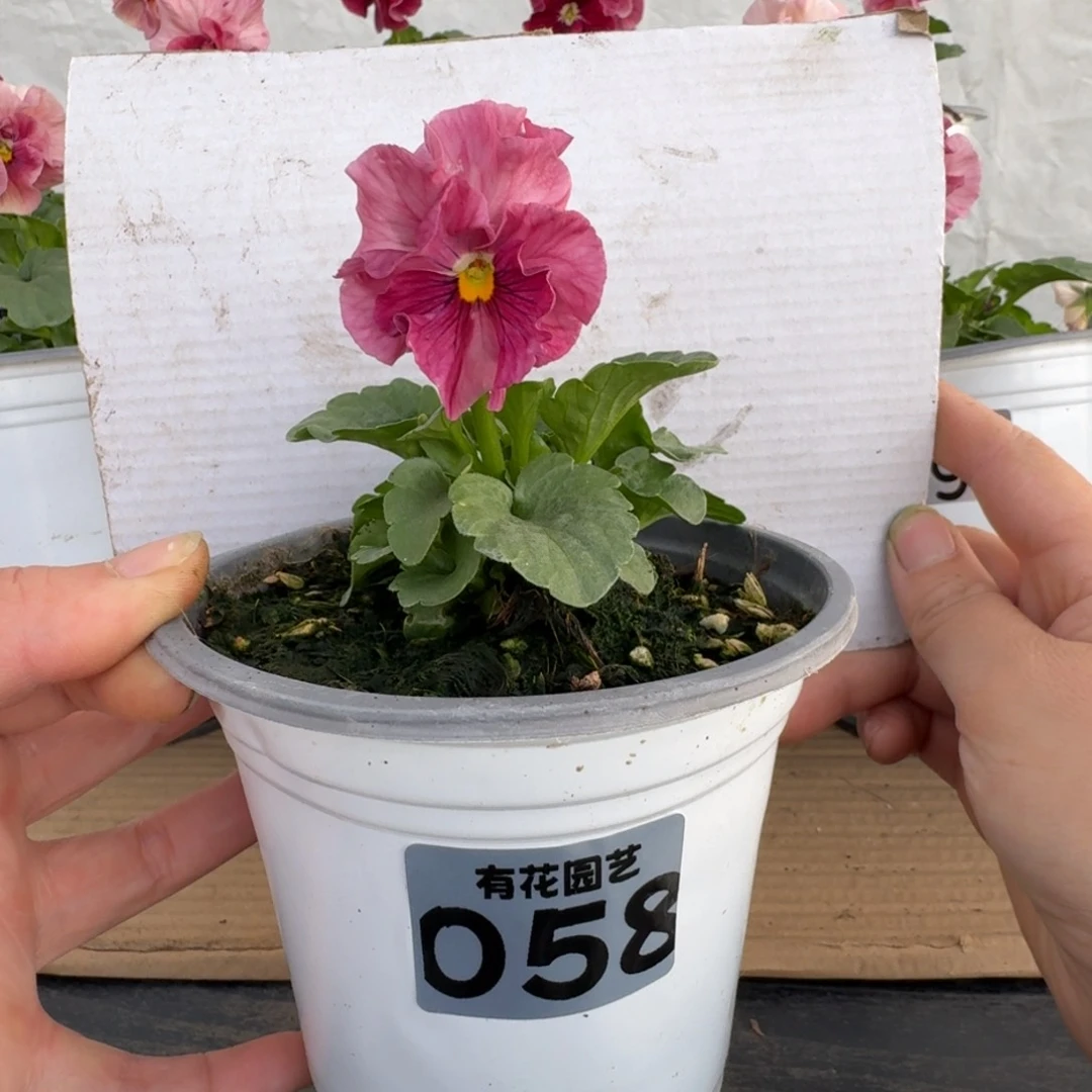 全部花朵058号角堇玛丽林