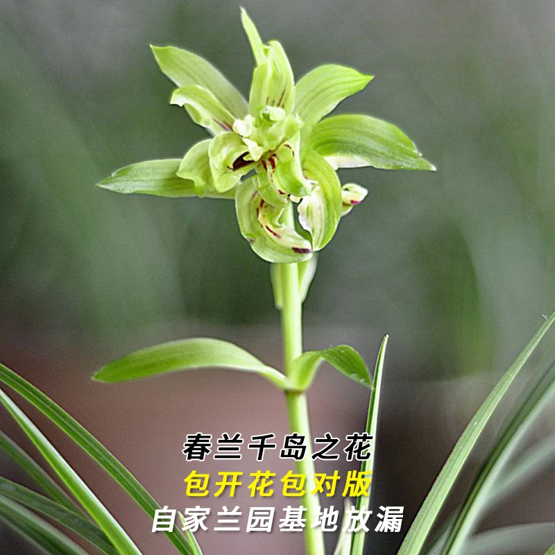 春兰名品【千岛之花】终身包对版 假一赔十放心购买 当年开花