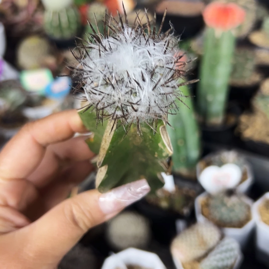 高绒羊毛球仙人球1111111
