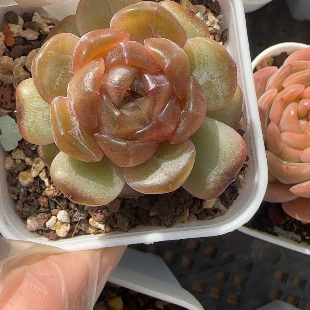 240东篱下多肉植物盆栽