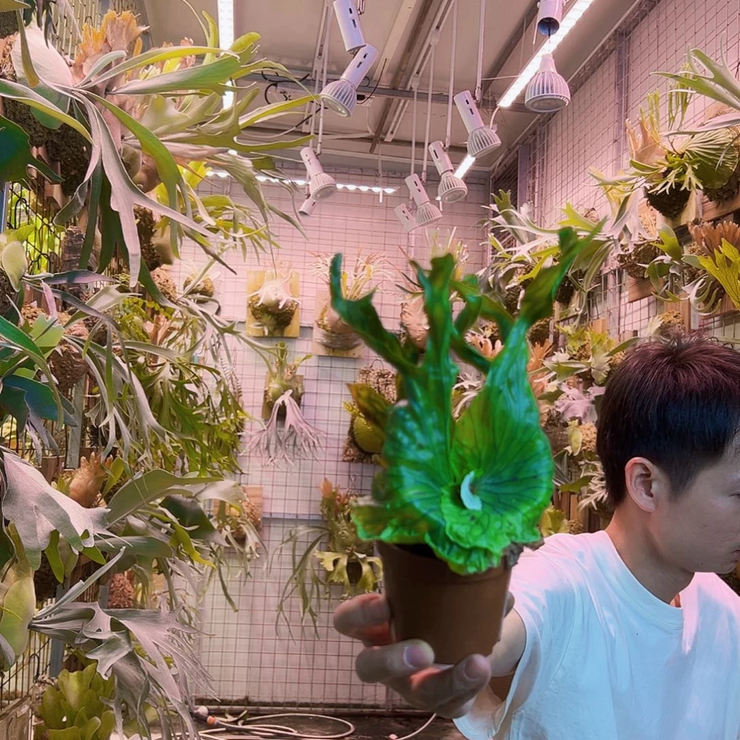 无花朵侏儒卷叶女王00000