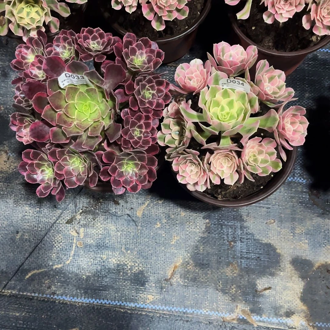 无花朵多肉植物 033.034金丝雀，粉女巫