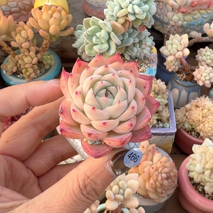 466 多肉含盆土30元包邮除偏远地区