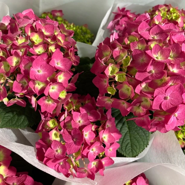 精品第五代无尽夏袭夏绣球180规格