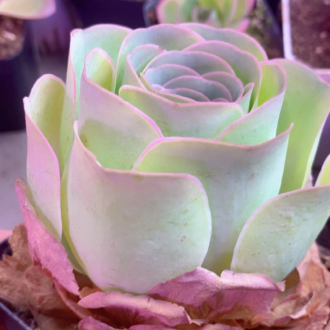 山地玫瑰一物一拍002