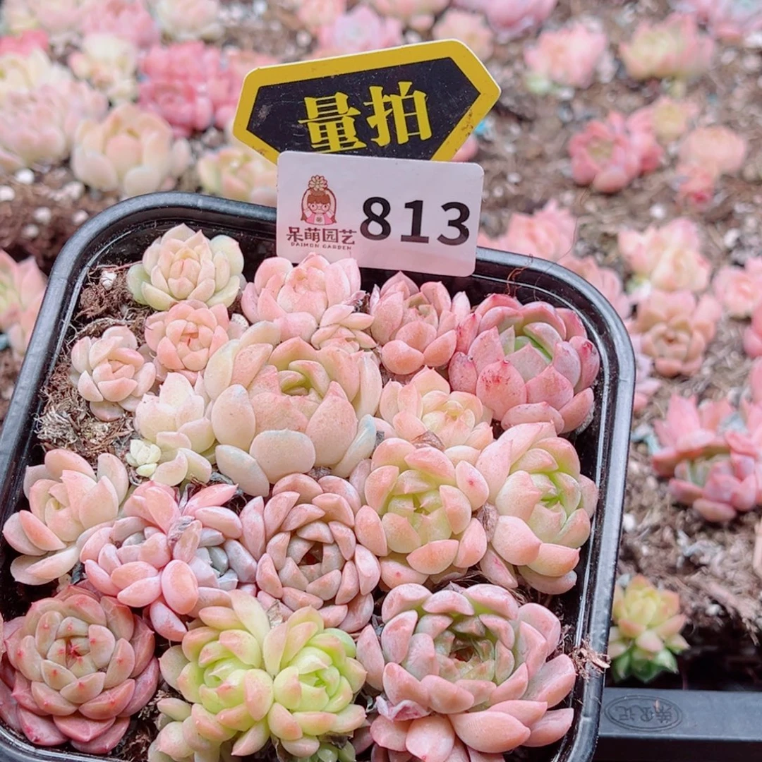 多肉植物多肉植物
