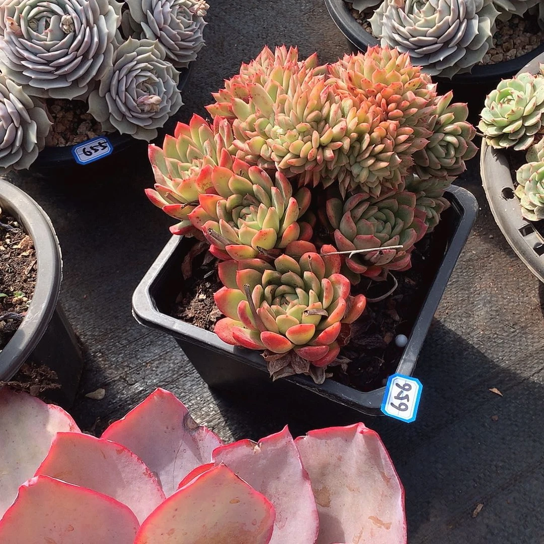 656缀化 一物一拍多肉