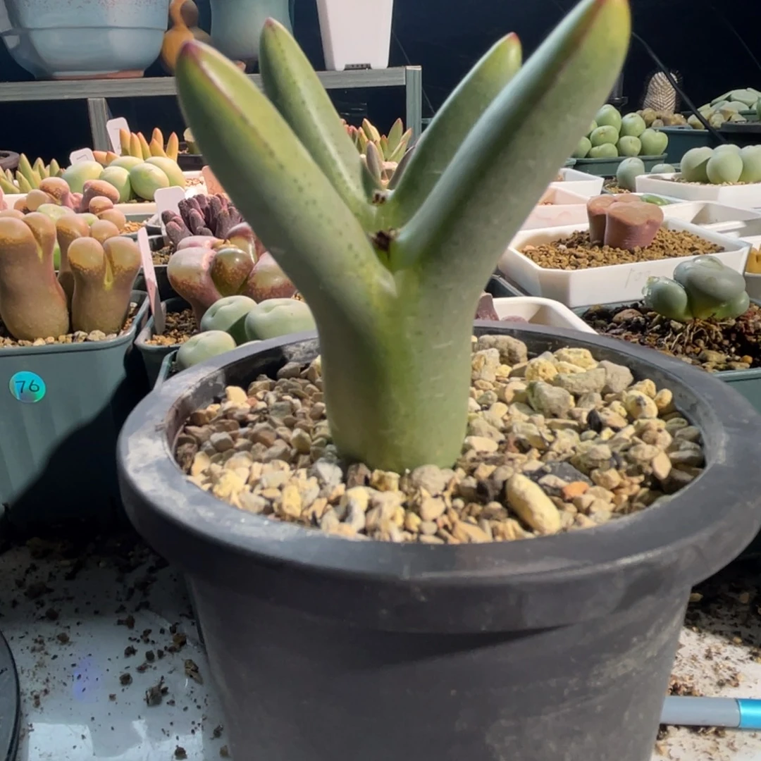 柴****皮卡丘植物一物一拍