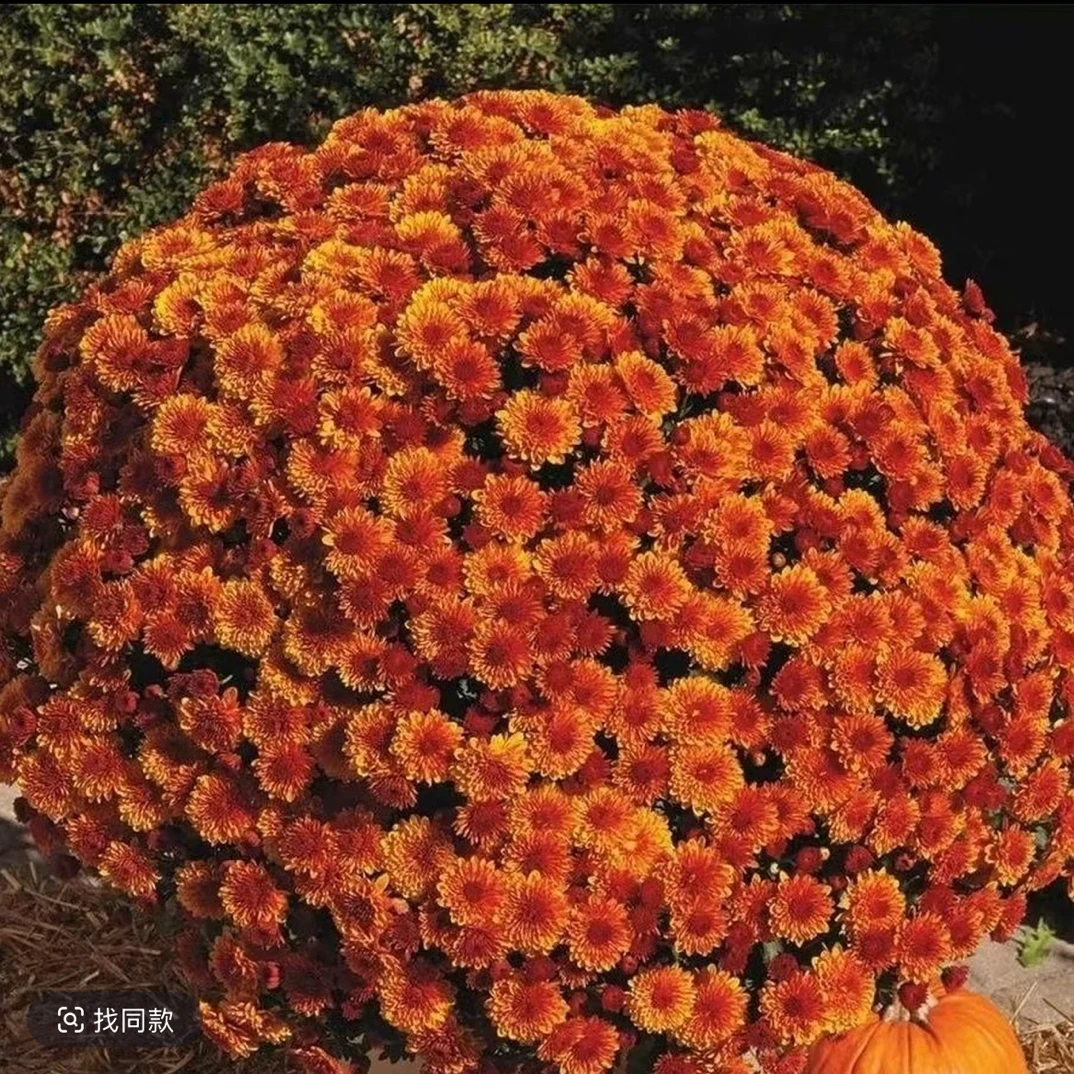 【橙色千头菊】千头菊盆栽开花量大易爆盆阳台庭院多年生好养活花卉