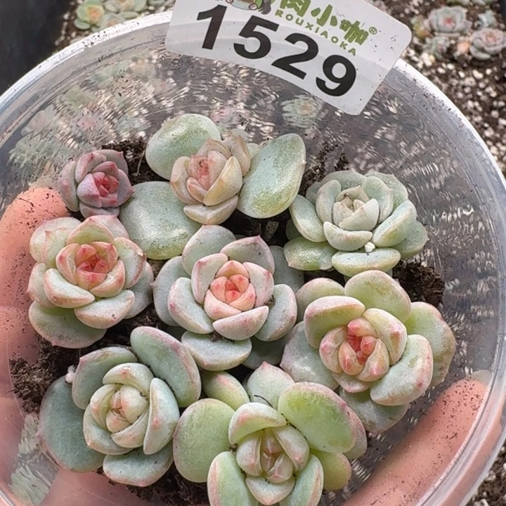 多肉植物多肉植物