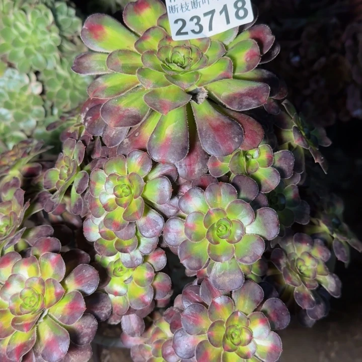 23718晚霞多肉植物