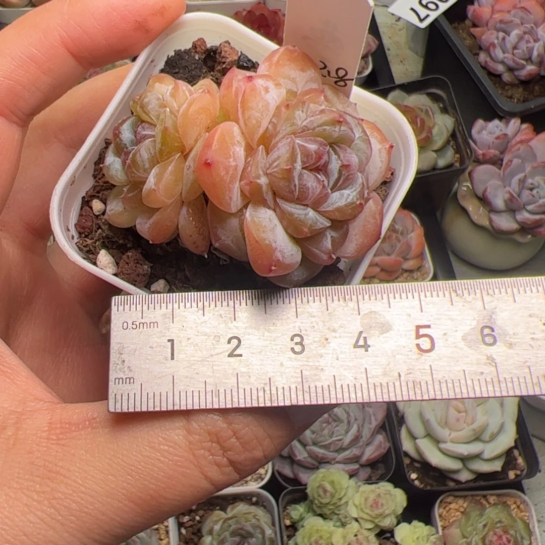ღ***静117 多肉植物组合盆栽