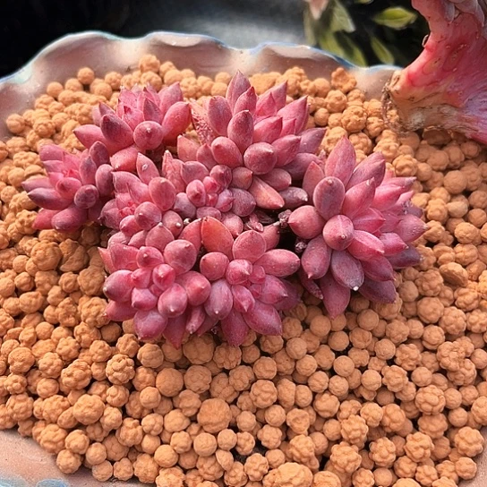 我是第一百个为妖刀应援滴打投