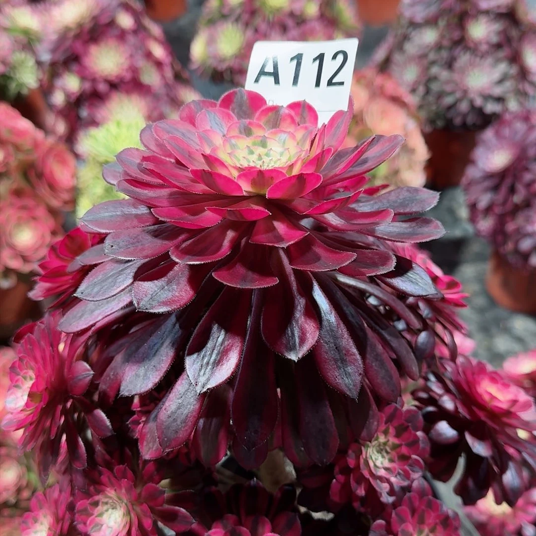 黑铜白老桩子112