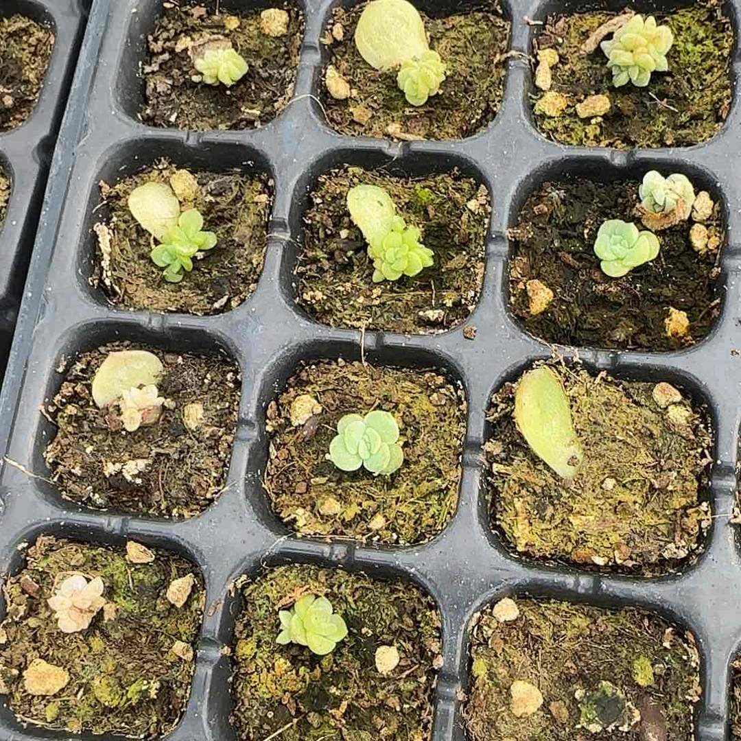 无尽灯 芝麻一个满25包邮