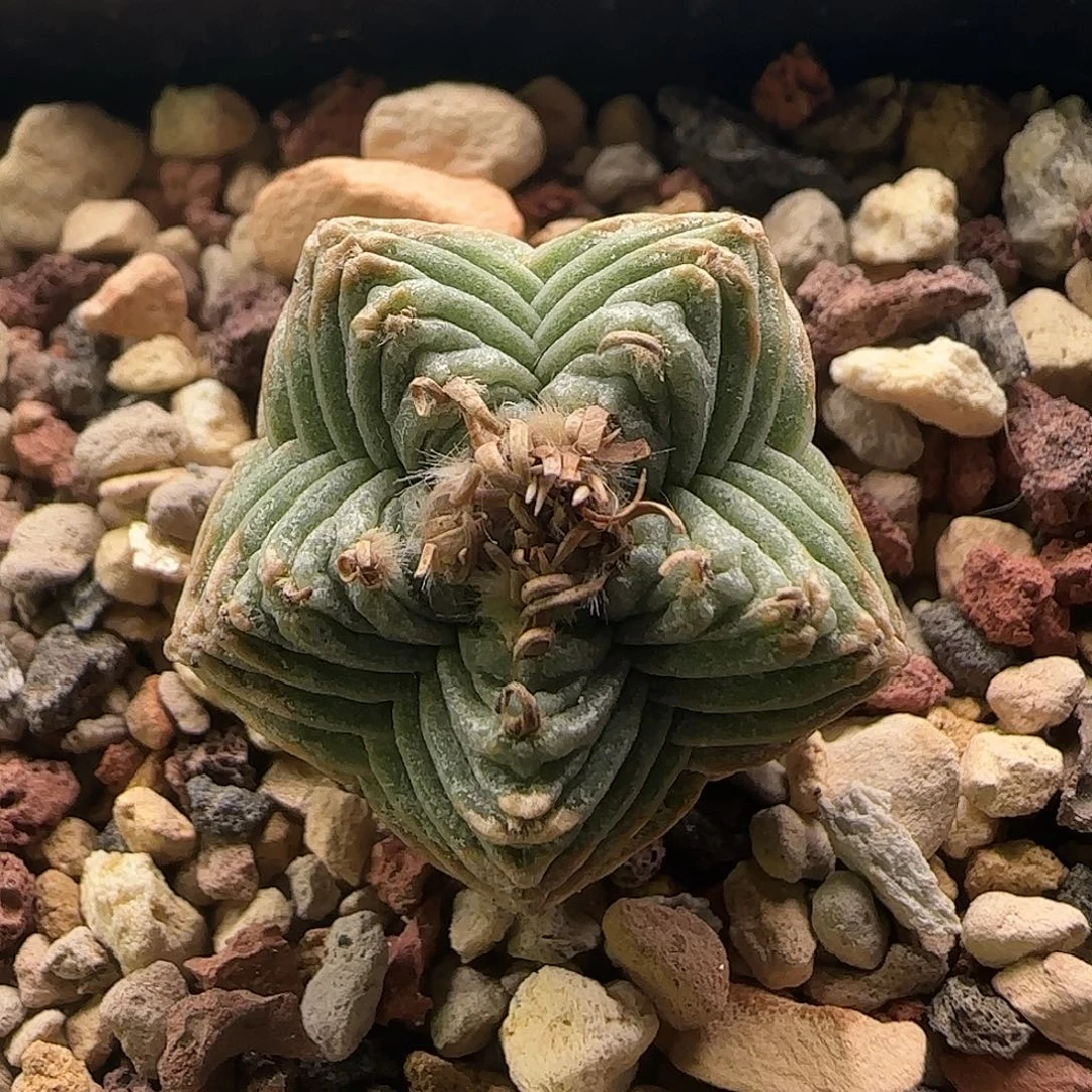 五星红龙仙人球1111111111111111