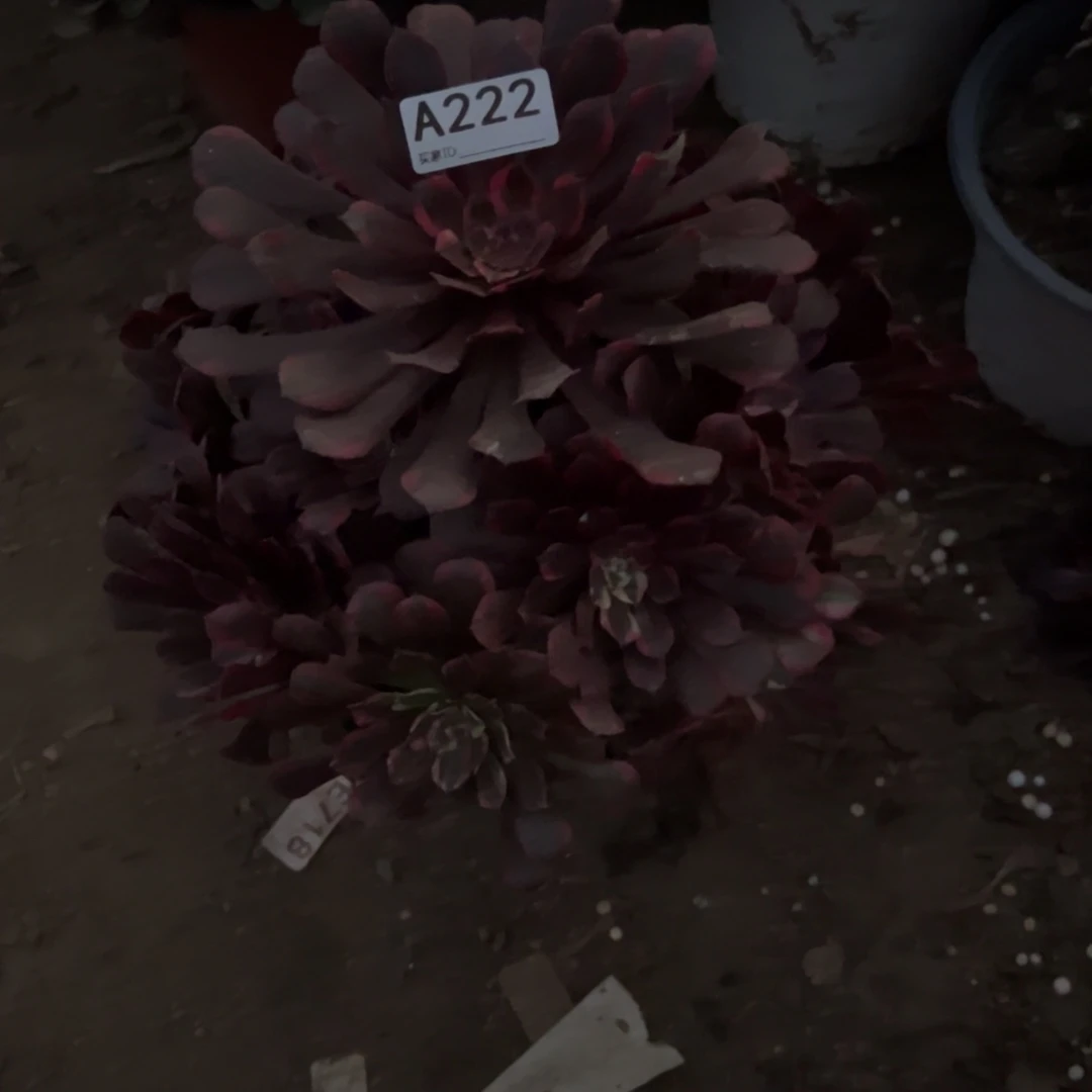 鳯***君222同花顺多肉植物法师多肉