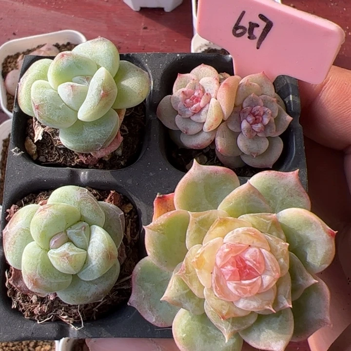 657 开播福利。一物一拍精品糖心，尺寸不大介意勿拍