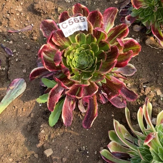 红***a569莫兰迪多肉植物