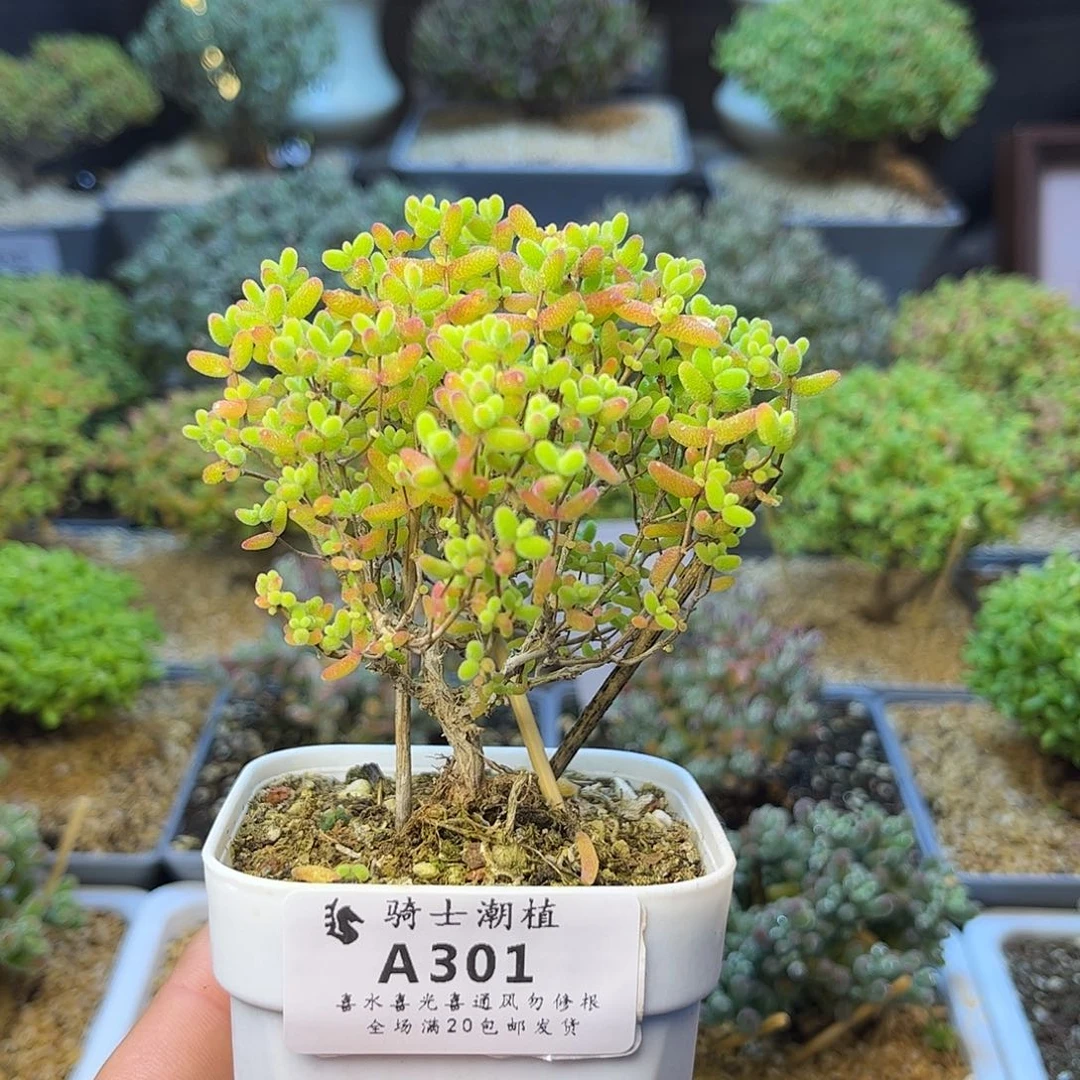 301蜜橘糖球枝干多肉