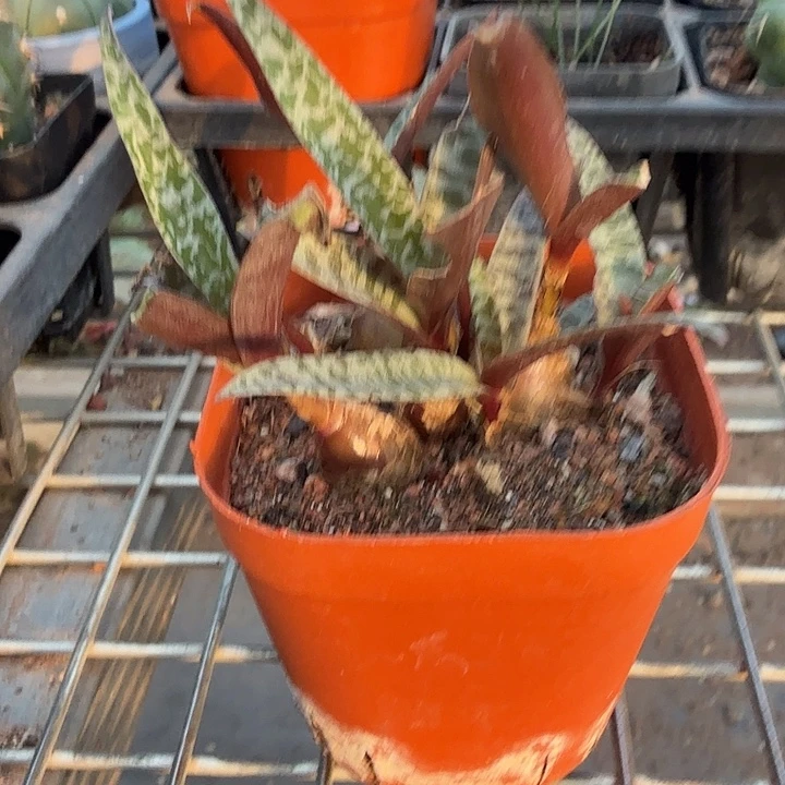 油点百合块根7仙人球