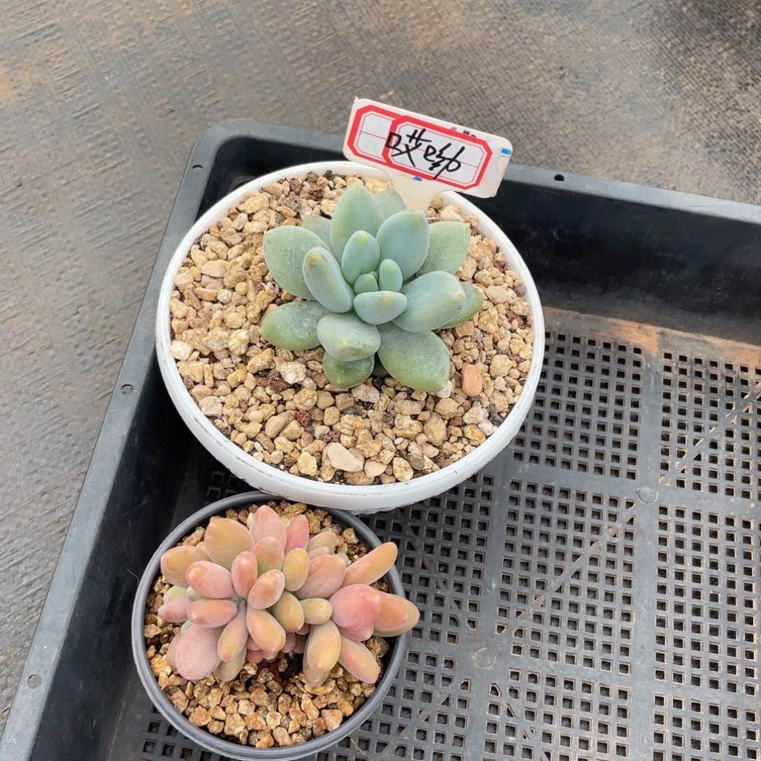 ?****?姐姐说要不就是个好习惯