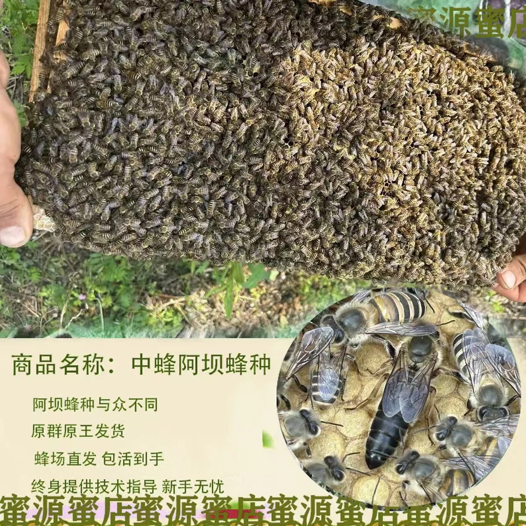 四川阿坝中蜂笼蜂带原群产王种蜂活体蜜蜂授粉土蜂中蜂王大麻蜂王