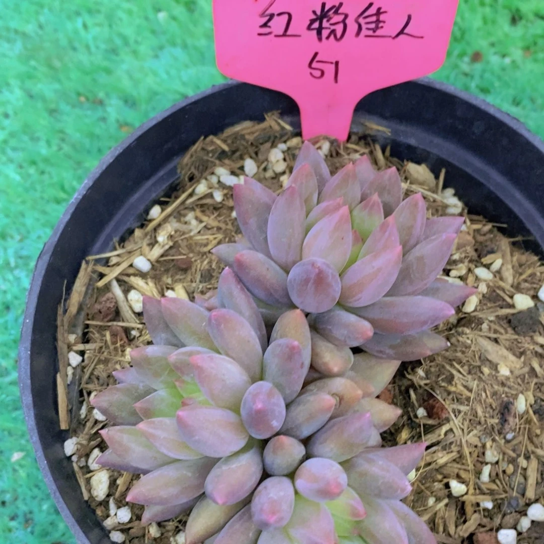 开心多肉，炸，一单包邮