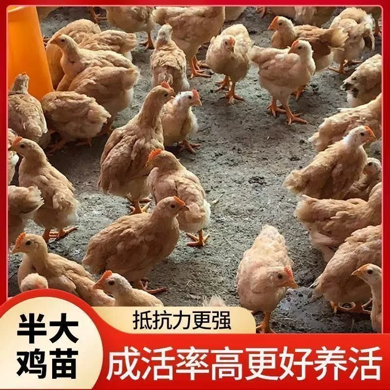 【涛涛】散养九斤黄快大型宠物鸡公母可选包邮半斤左右