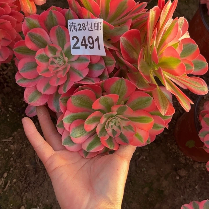 2491女巫多肉植物