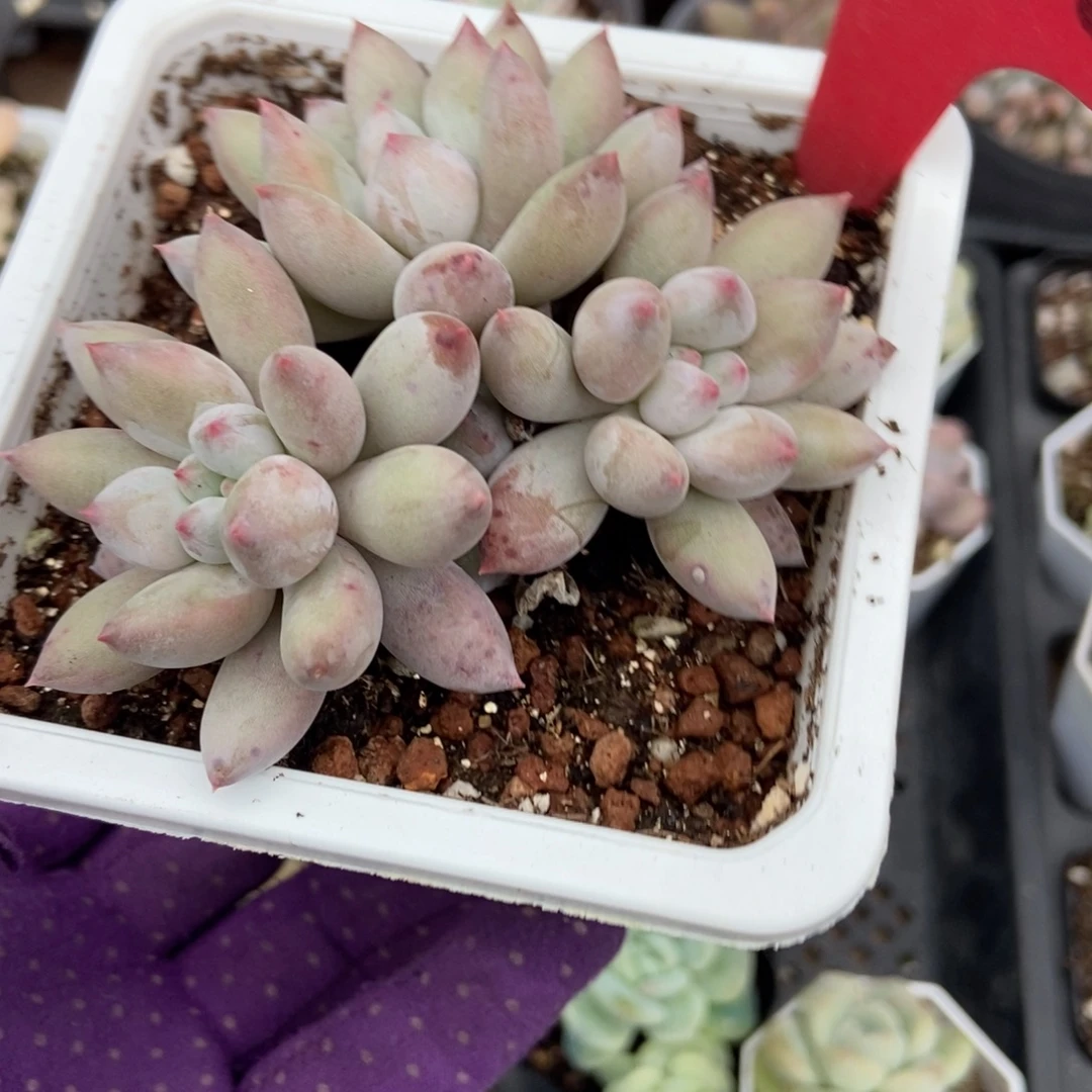 3150所罗门多肉植物