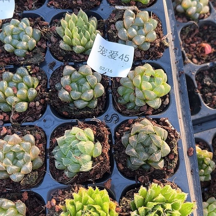 直播福利一物一拍45