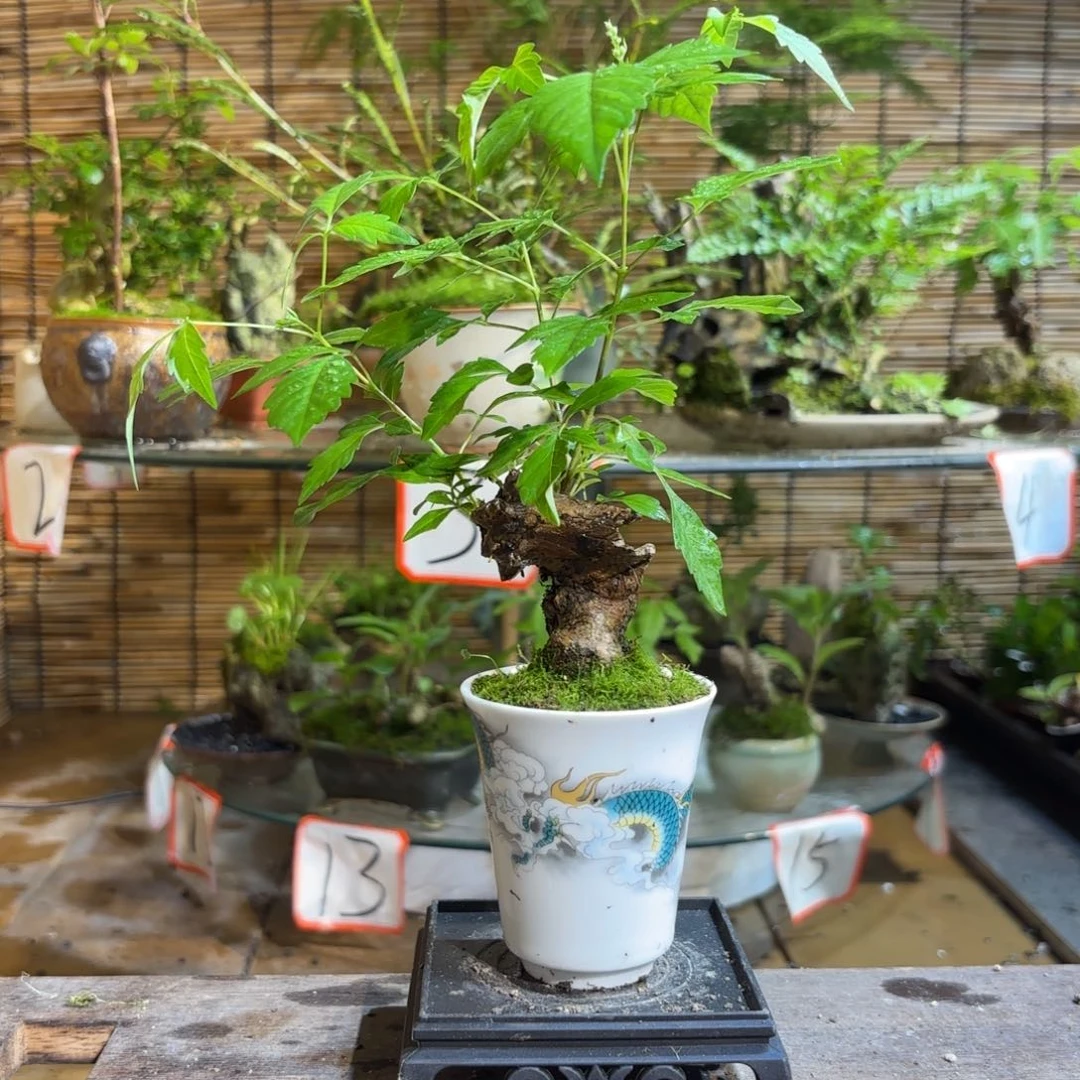 Y***o无花朵退款拉黑一物一拍12