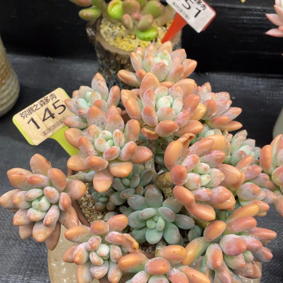 弥鹿之森一物一拍