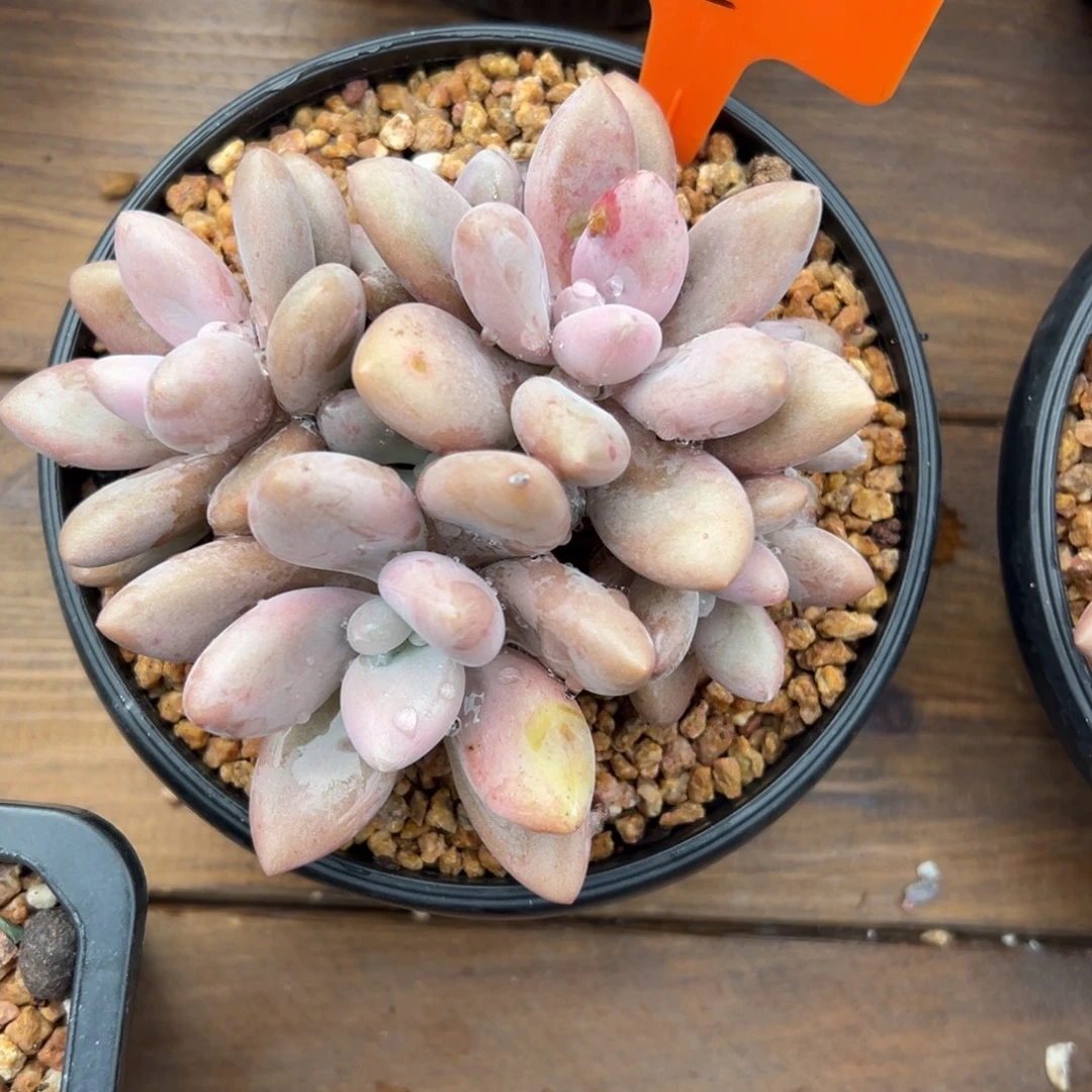 多***喵原始虞美人111111111111111