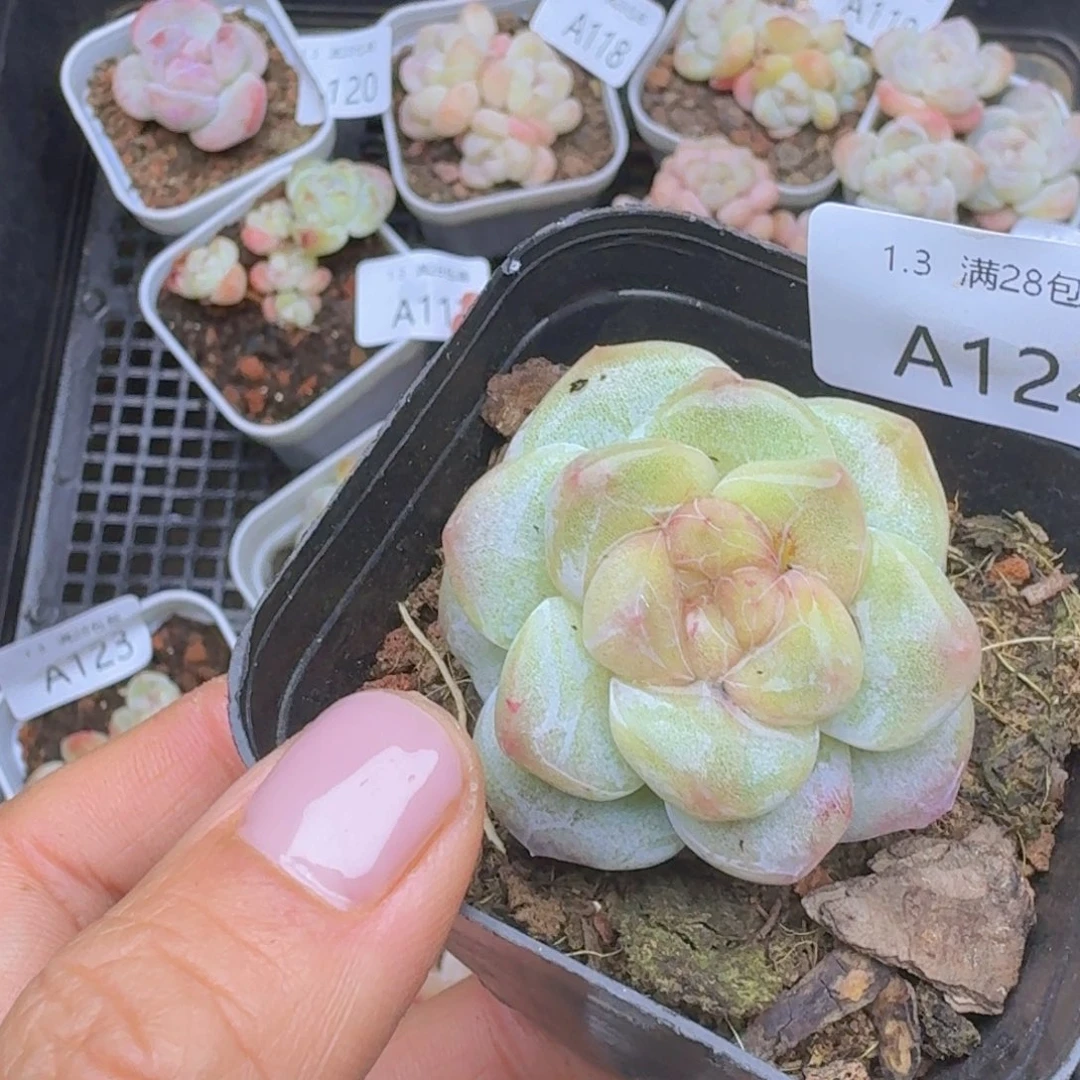 冰玉石化一颗单头带盆