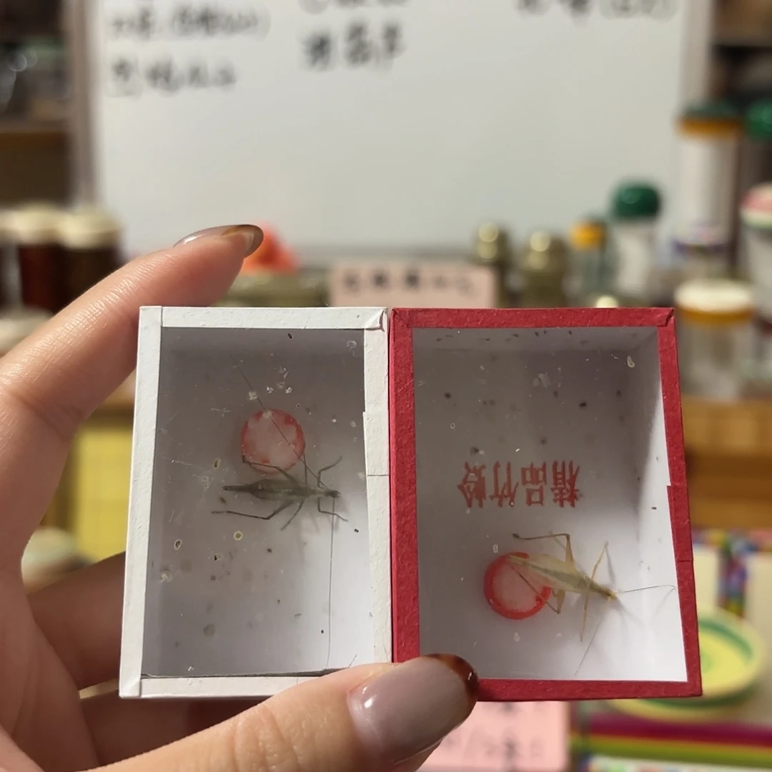 紫竹柬埔寨 不包断须尾