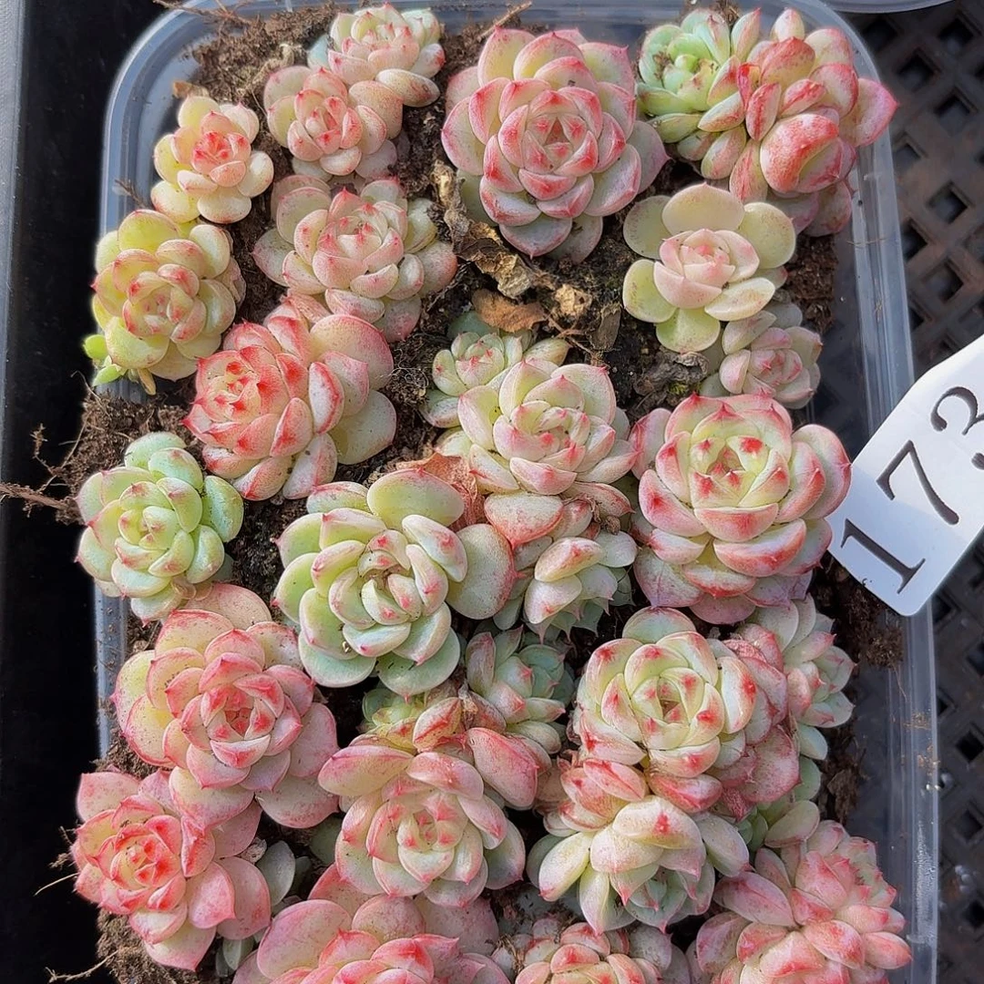 多肉植物多肉植物173