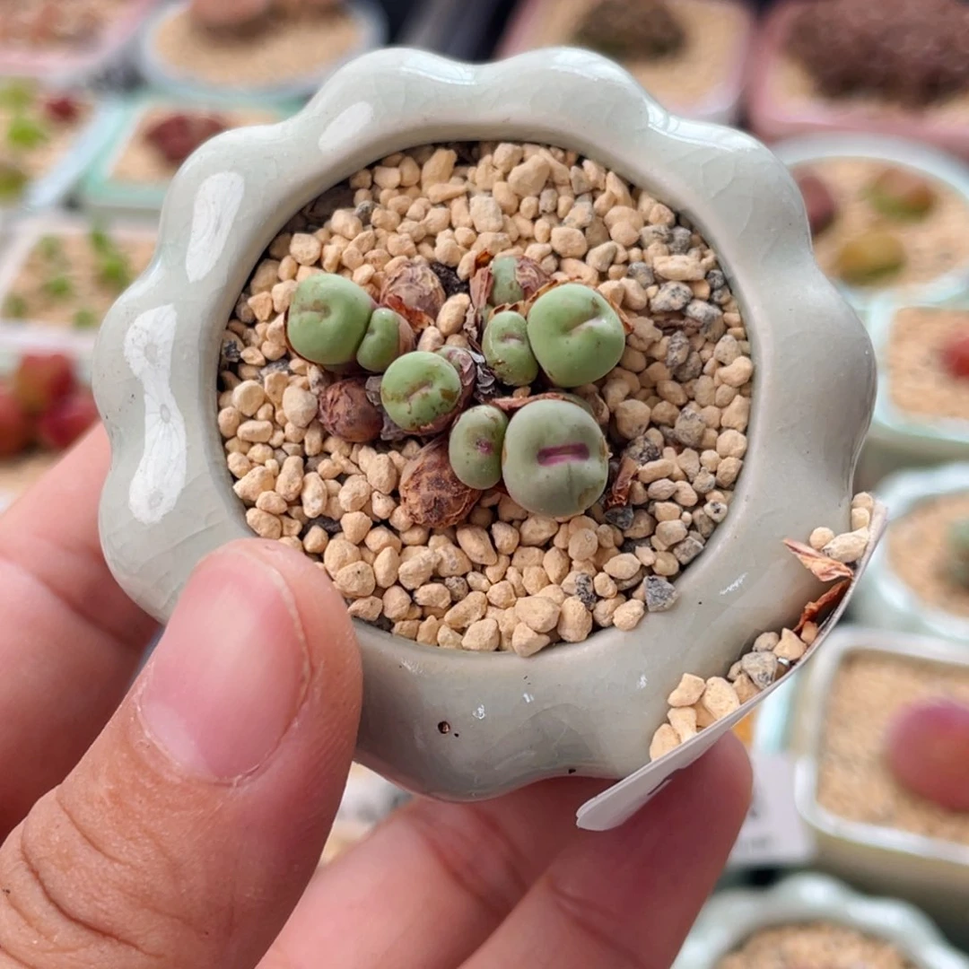 无花朵1465--一物一拍带盆