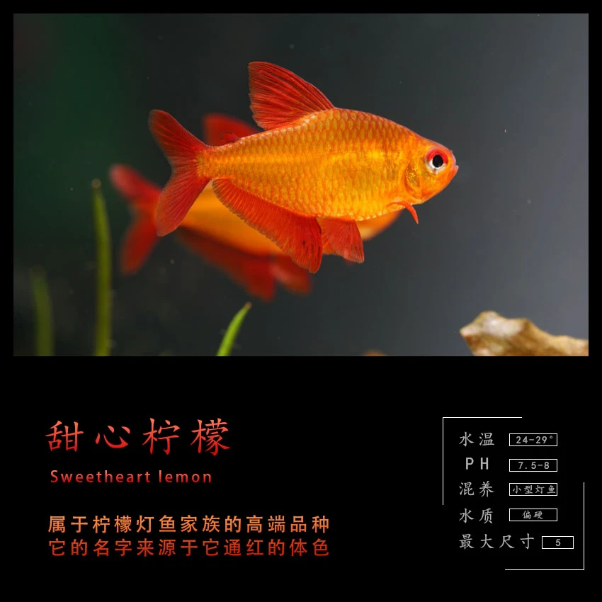 甜心柠檬2-2.5cm观赏鱼直播