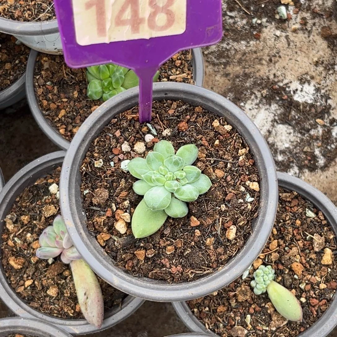 多肉植物雨花石148