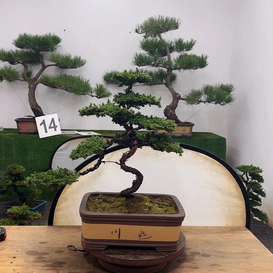 盆景盆景盆景盆景