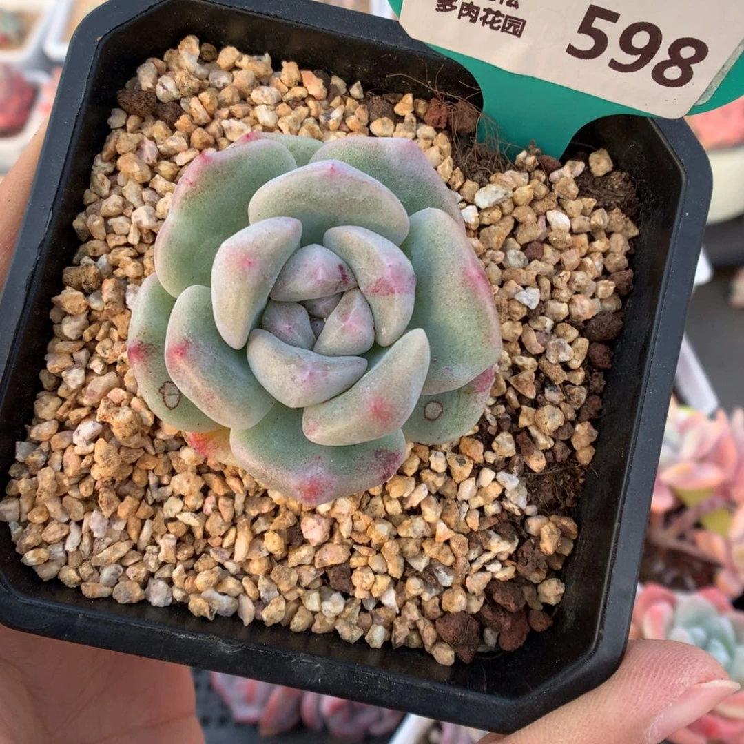 泡**.598冰玉石化微瑕多肉植物