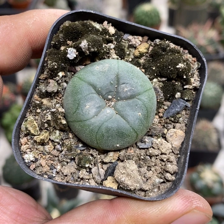 子乌实生特价特价