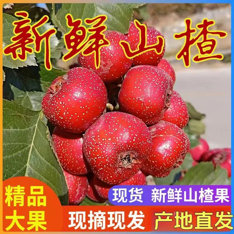 山楂鲜果沂蒙山大金星山楂笨山楂酸甜可口产地直发