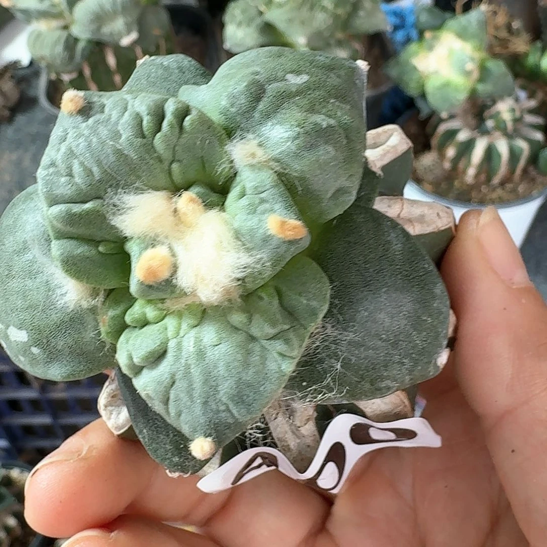 【闪购商品】无花朵暖*洋大尤怒涛400