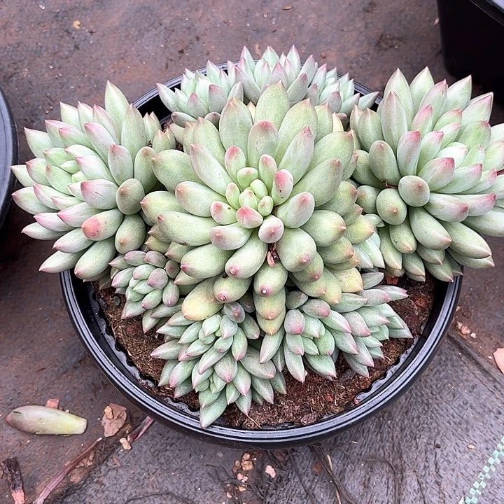 25公分多肉植物一物一拍