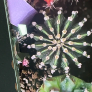 青**桐48-0225泰国发货多肉